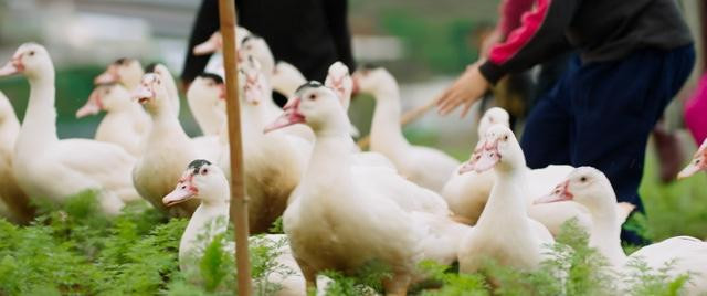 Hình ảnh làng quê thanh bình trong MV "Đi về nhà" Hình ảnh làng quê thanh bình trong MV "Đi về nhà"