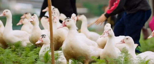 Hình ảnh làng quê thanh bình trong MV "Đi về nhà"