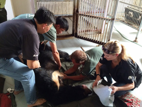 Bình Thuận xóa bỏ hoàn toàn nạn nuôi gấu trang trại ảnh 2