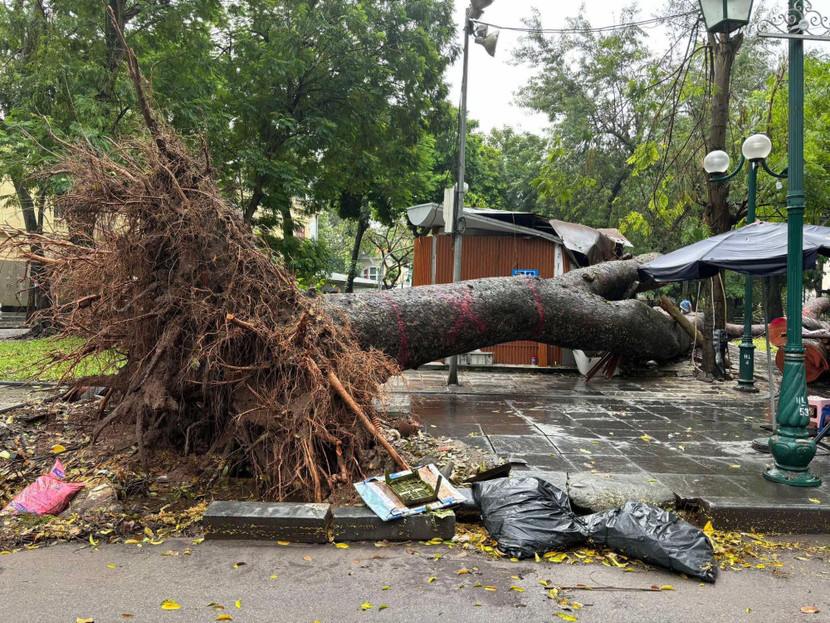 Cây xà cừ hơn 70 năm tuổi ở vườn hoa Cổ Tân bị quật ngã trong cơn bão Yagi vào tháng 9-2024