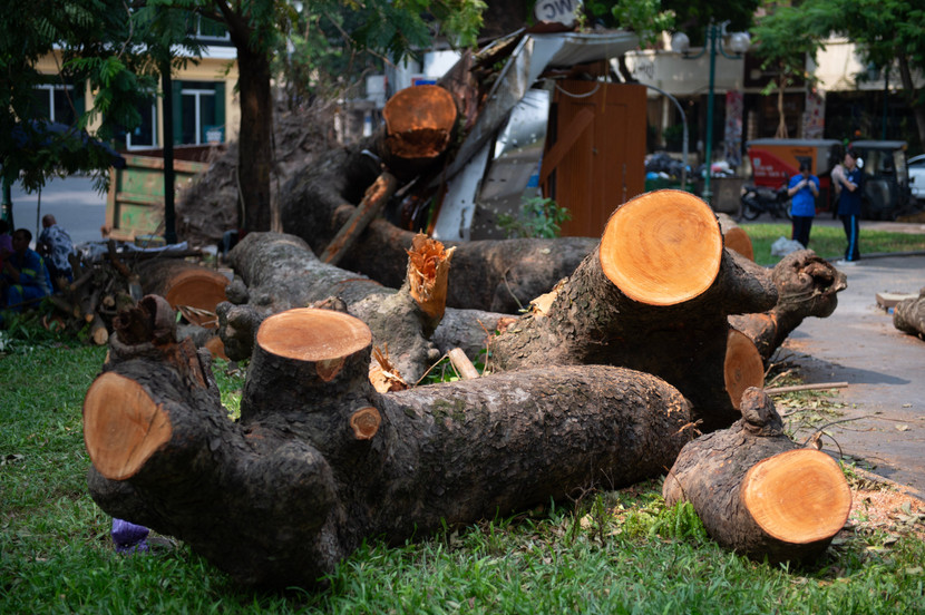 Thân cây xà cừ được chia nhỏ