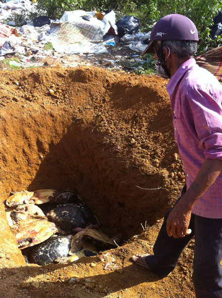 Móc hố chôn tiêu hủy, lấy trộm 94 cá thể rùa quý hiếm ảnh 1