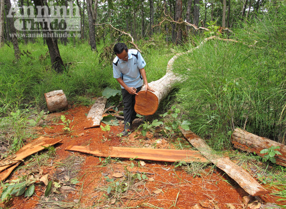 Vườn quốc gia Yok Đôn: Rừng vẫn "chảy máu" ảnh 2