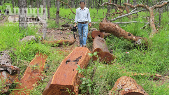 Vườn quốc gia Yok Đôn: Rừng vẫn "chảy máu" ảnh 1