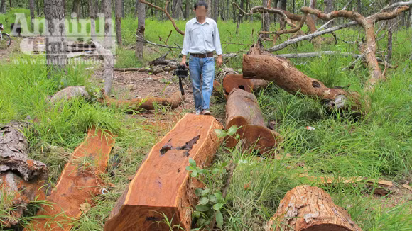 Vườn quốc gia Yok Đôn: Rừng vẫn "chảy máu" ảnh 1