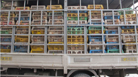 Đánh rắn không “dập đầu” ảnh 1