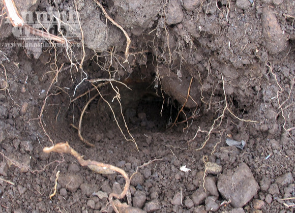 Thông tin chi tiết vụ nổ đầu đạn, 8 học sinh thương vong ảnh 2