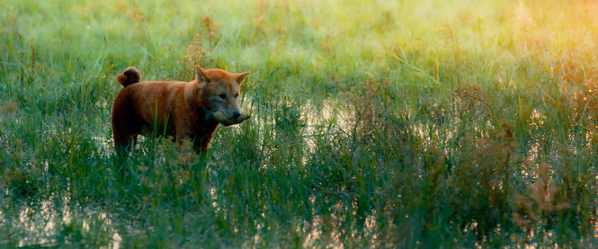 Cậu Vàng xuất hiện trong đoạn teaser giới thiệu phim