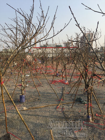 Cận Tết, đào rừng vứt ngổn ngang như củi khô ảnh 4