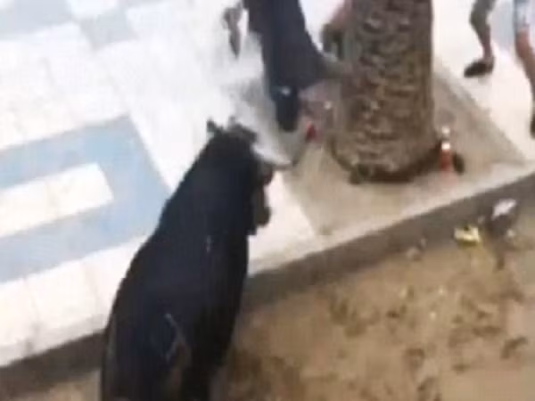 Video bò tót hung hăng húc người xem hội đến chết ảnh 1