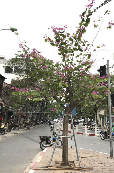 Hoa ban bung nở tím trời đông Hà Nội ảnh 2