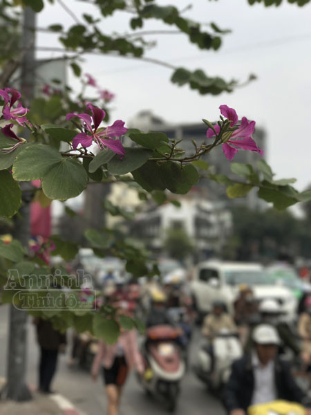 Hoa ban bung nở tím trời đông Hà Nội ảnh 11