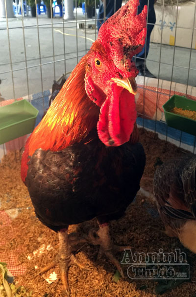 Ngắm thần kê 9 cựa tưởng chỉ có trong truyền thuyết ảnh 1