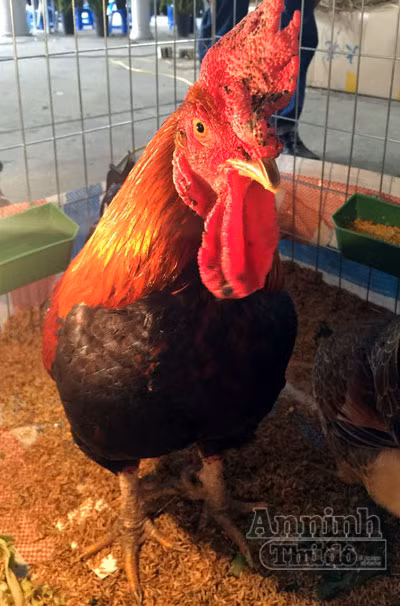 Ngắm thần kê 9 cựa tưởng chỉ có trong truyền thuyết ảnh 1