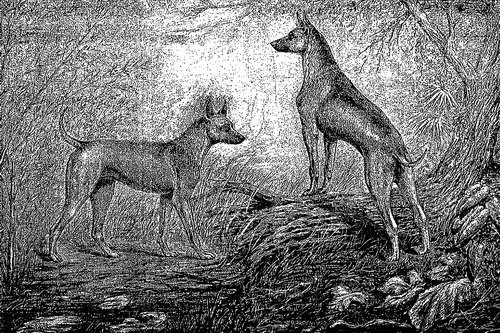 Xem "linh vật" của Phú Quốc trổ tài ảnh 1