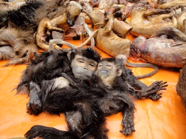 Những hình ảnh sát hại động vật hoang dã đáng sợ ảnh 1