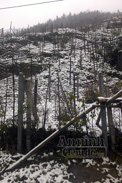 Tuyết rơi trắng xóa Ô Quy Hồ, du khách đổ về Sa Pa ảnh 3