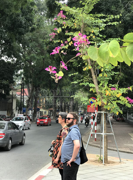 Hoa ban bung nở tím trời đông Hà Nội ảnh 9