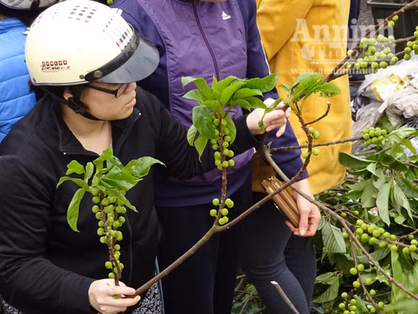 Đổ xô đi mua hoa giá rẻ gây ùn tắc cục bộ trên đường Âu Cơ ảnh 6