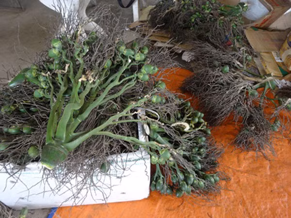 Thương lái Trung Quốc thu mua nông sản “lạ”: Làm rõ động cơ, mục đích để cảnh báo bà con ảnh 1