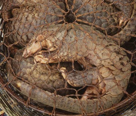 Nuôi thương mại ĐVHD- Con đường dẫn đến sự tuyệt chủng ảnh 5 Nuôi thương mại ĐVHD- Con đường dẫn đến sự tuyệt chủng ảnh 5