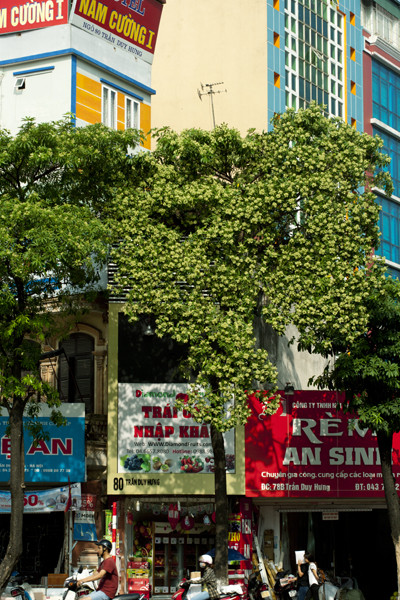Ngắm những góc phố Hà Nội tràn ngập hoa sữa ảnh 9