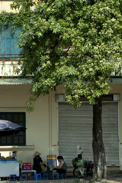 Ngắm những góc phố Hà Nội tràn ngập hoa sữa ảnh 8