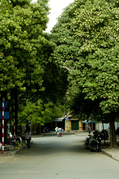 Ngắm những góc phố Hà Nội tràn ngập hoa sữa ảnh 3