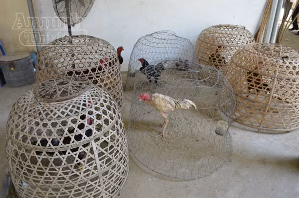 Triệt phá trường gà lớn núp bóng quán cà phê ảnh 4