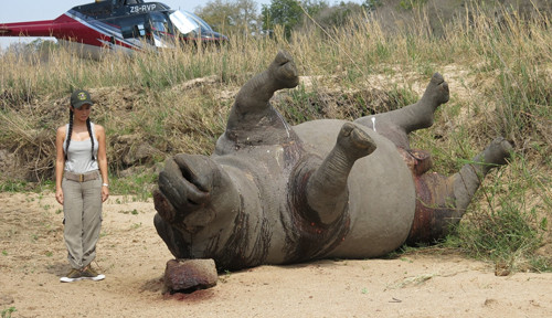 Bác thẳng thừng đề nghị cho buôn bán sừng tê giác hợp pháp ảnh 1