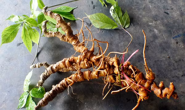 Bộ trưởng Bộ Y tế: Việt Nam vẫn đang lãng phí nguồn dược liệu quý ảnh 2