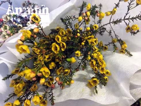 Trắng đêm ở chợ hoa Quảng Bá ngày cận Tết ảnh 5