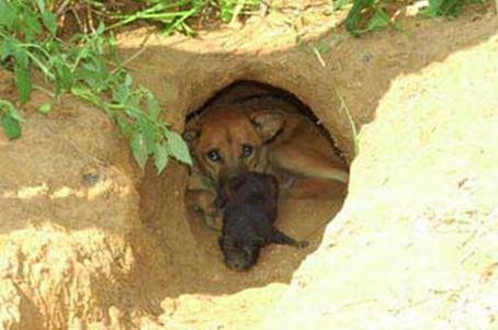 Xem "linh vật" của Phú Quốc trổ tài ảnh 5