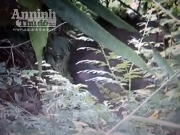 Thả 2 cá thể khỉ quý hiếm về rừng ảnh 1