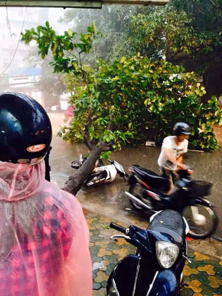 Hà Nội: Mưa giông cực lớn, cây đổ trúng hàng loạt ôtô, xe máy ảnh 4