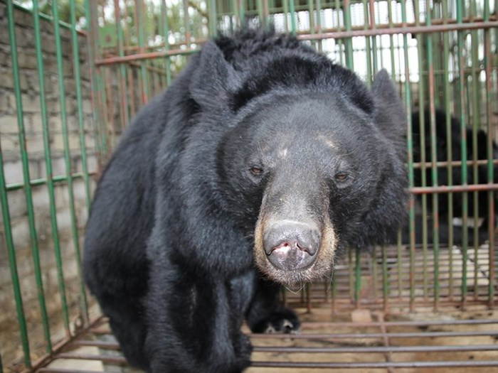 Ngôi sao Thái Lan tới Việt Nam tuyên truyền bảo vệ gấu ảnh 2 Ngôi sao Thái Lan tới Việt Nam tuyên truyền bảo vệ gấu ảnh 2