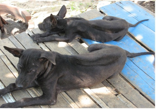 Xem "linh vật" của Phú Quốc trổ tài ảnh 3