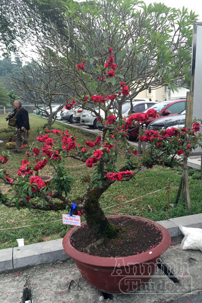 Đào tiến Vua, tiến về Hà Nội ảnh 6