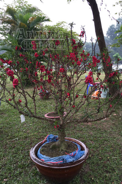 Đào tiến Vua, tiến về Hà Nội ảnh 5