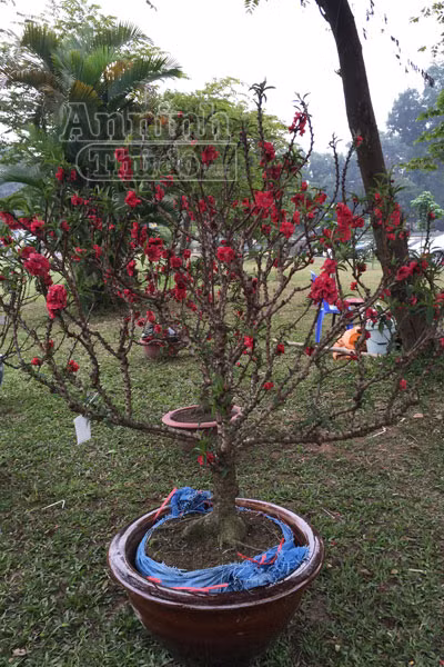 Đào tiến Vua, tiến về Hà Nội ảnh 5