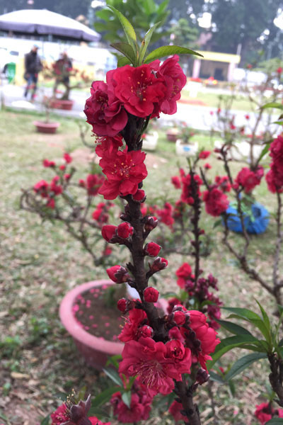 Đào tiến Vua, tiến về Hà Nội ảnh 4