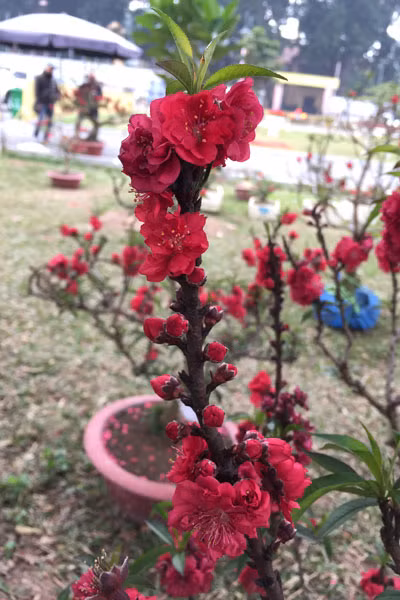 Đào tiến Vua, tiến về Hà Nội ảnh 4