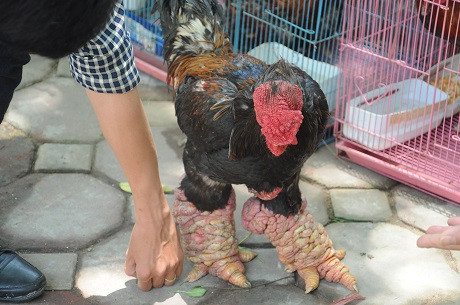 Gà 'chân voi' "đấu" gà 'mặt quỷ', đâu là kê vương? ảnh 2