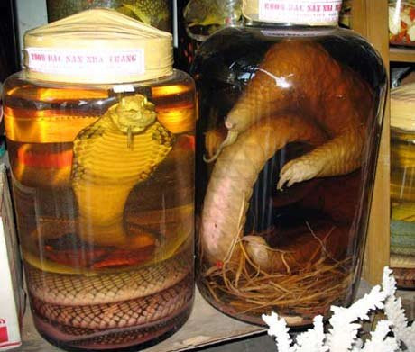 Nuôi thương mại ĐVHD- Con đường dẫn đến sự tuyệt chủng ảnh 1 Nuôi thương mại ĐVHD- Con đường dẫn đến sự tuyệt chủng ảnh 1