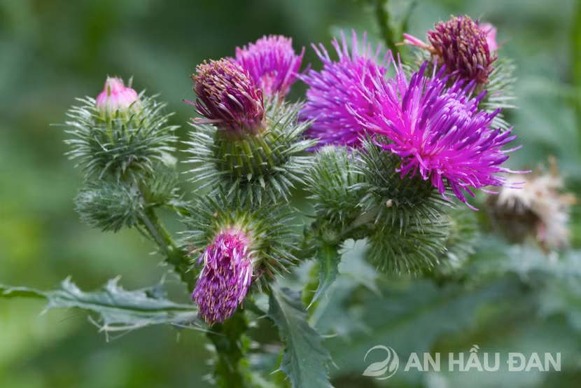 Để không bị viêm amidan phải tận diệt được virus khởi nguyên ảnh 2