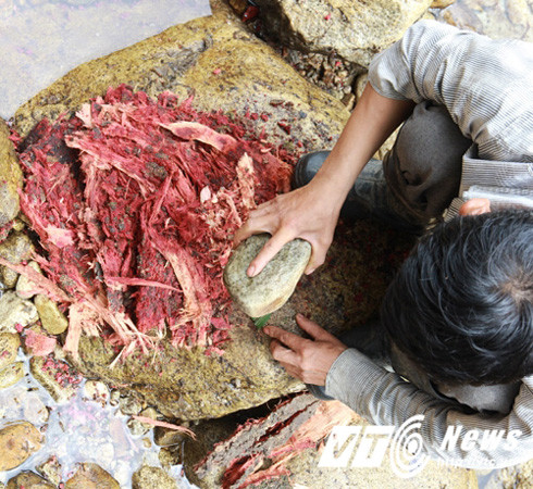 Hành trình săn lùng loài "cá sâm" kỳ lạ ở lưng chừng trời Hoàng Liên Sơn ảnh 2