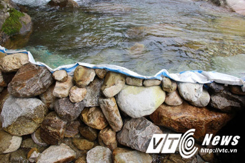 Hành trình săn lùng loài "cá sâm" kỳ lạ ở lưng chừng trời Hoàng Liên Sơn ảnh 1