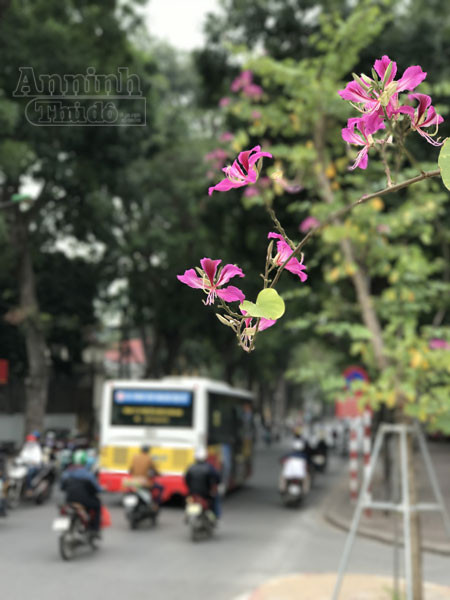Hoa ban bung nở tím trời đông Hà Nội ảnh 3