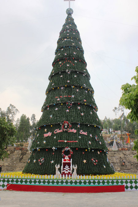 Cây thông cao 41m chào Giáng sinh ở Nghệ An ảnh 1