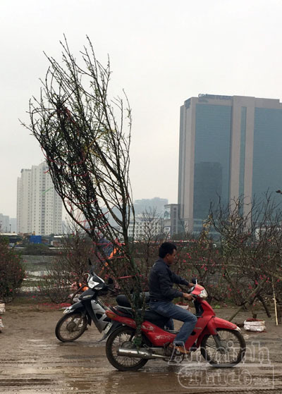 Cận Tết, đào rừng vứt ngổn ngang như củi khô ảnh 9